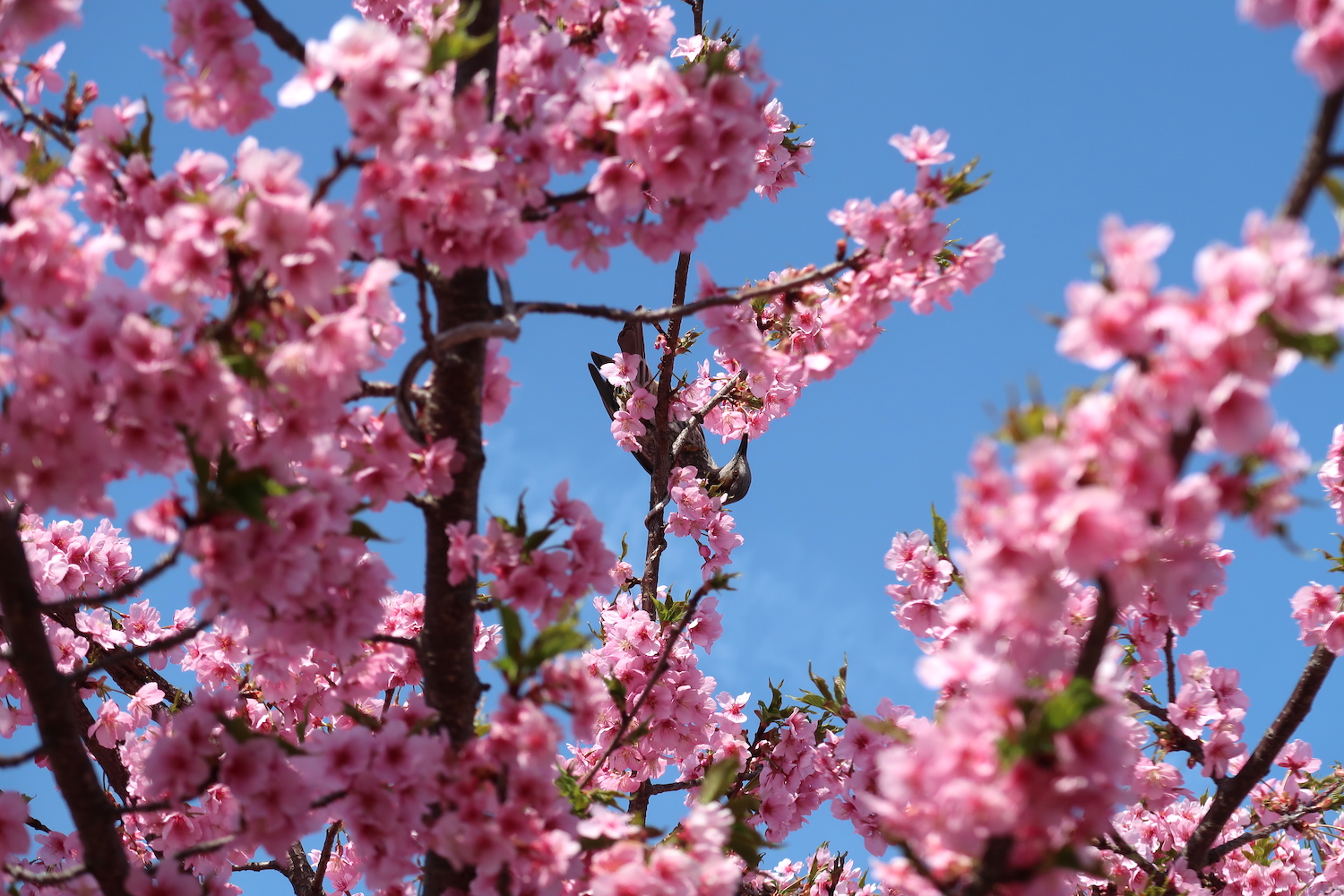 天然菊花石 木の枝に、花が咲いてる - 家具・インテリア